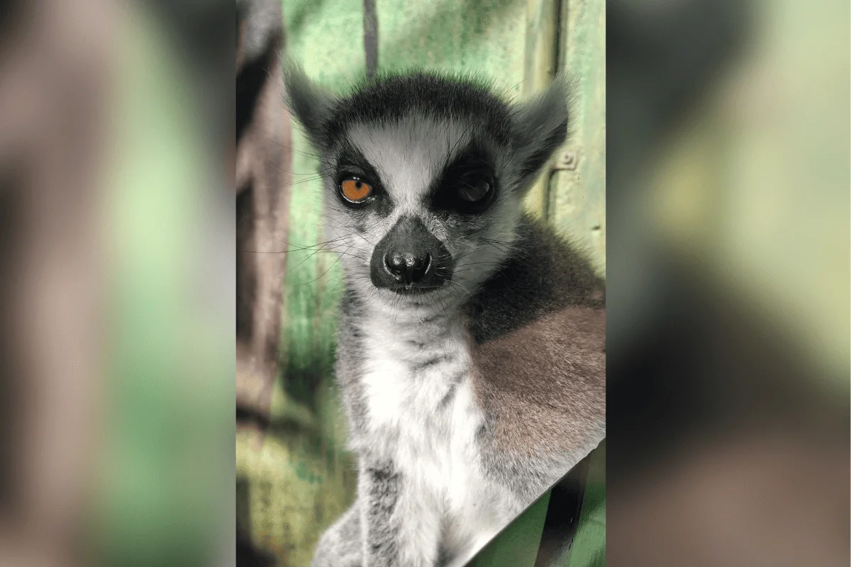 O lêmure vive no Projeto Selva Viva, em um ambiente adaptado às necessidades de sua espécie O lêmure vive no Projeto Selva Viva, em um ambiente adaptado às necessidades de sua espécie
