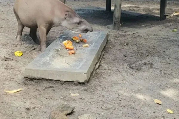 Foto colorida anta comendo frutas - Metrópoles