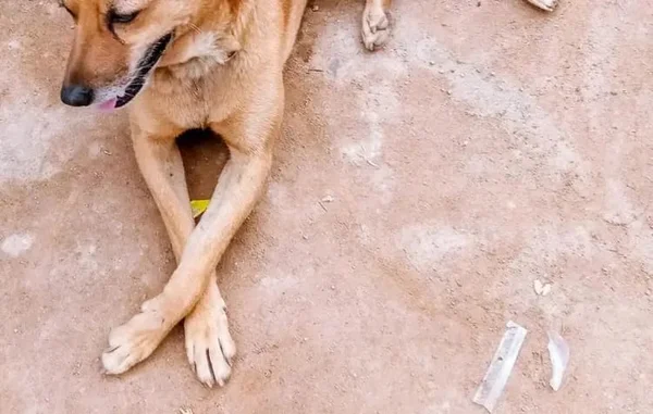Homem que jogou cachorro sobre muro de ONG é condenado em SC