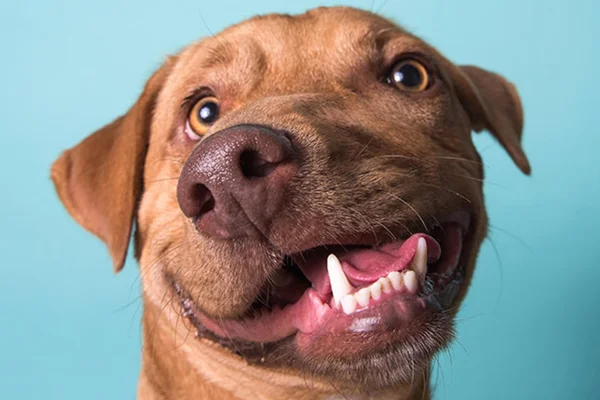 Cachorro com deficiência, Picasso