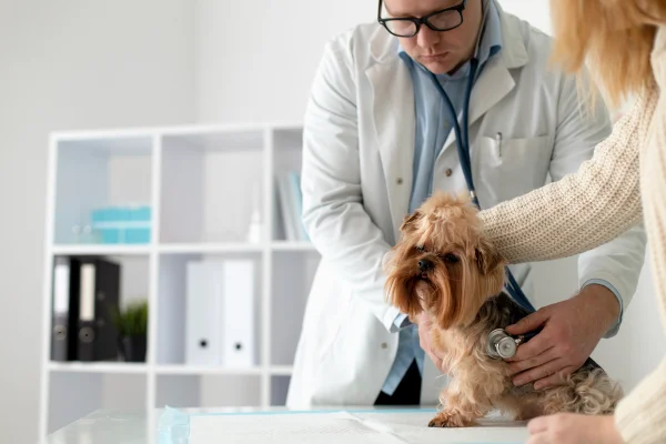 cachorro sendo avaliado em consultório veterinário