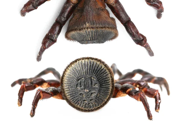 Imagem colorida mostra aranha biscoito oreo - Metrópoles