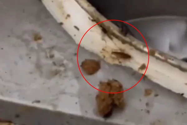 Sírios produziam salgados em fábrica clandestina com baratas e moscas
