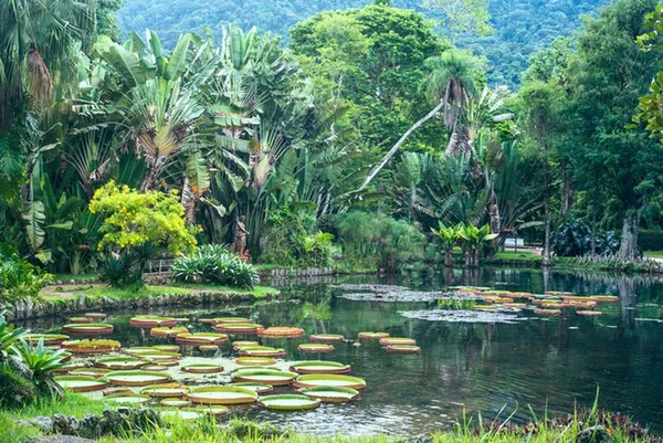 Governo autoriza reabertura do Jardim Botânico do RJ com restrições. Veja