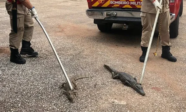 Bombeiros exibem jacarés capturados em lagoa de Porangatu, Goiás
