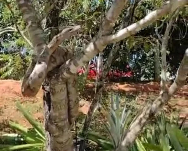 Moradora do DF encontra cobra no quintal