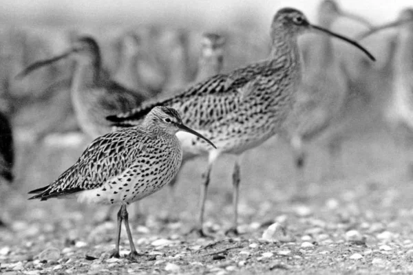 Maçarico-de-bico-fino (Numenius tenuirostris) - Extinto - 10 de outubro de 2025, hoje. Lamentavelmente, mais uma ave se extinguiu, e em uma referência particularmente pessoal, uma que, sendo limícola, sinto profundamente a sua perda. Tive a oportunidade de ir vê-los, realisticamente, em seus últimos anos em Merga Zerga, mas a cada ano meus planos eram frustrados, até que finalmente eles pararam de vir. Uma profunda tristeza paira sobre todos que amam limícolas neste dia. Foto: Um dos últimos maçaricos-de-bico-fino, fotografado por Michel Brosselin em 15 de fevereiro de 1968 em Vendée, França.