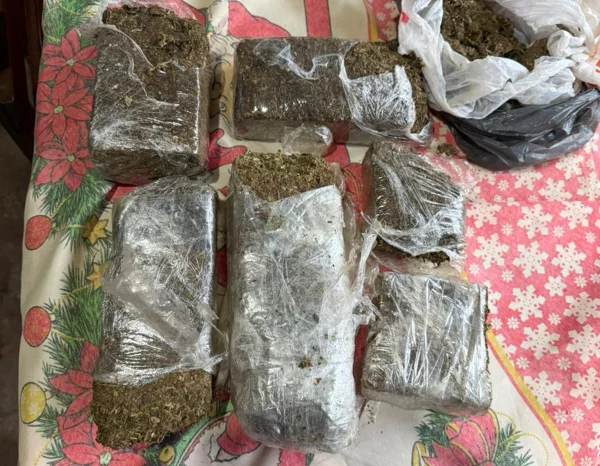 barras de maconha