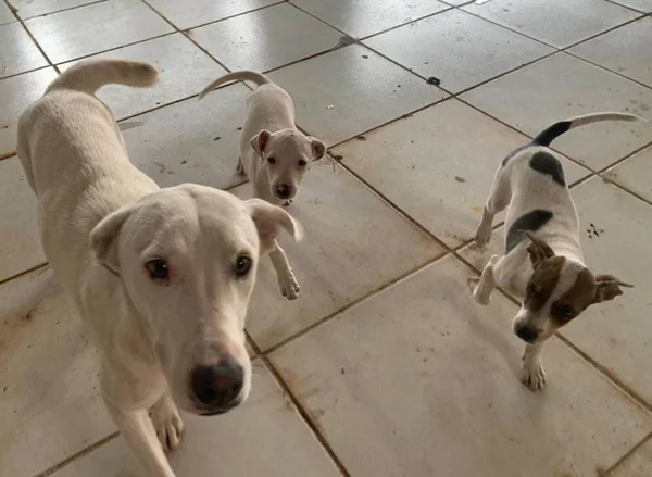 Imagem colorida de cachorrinhos - Metrópoles