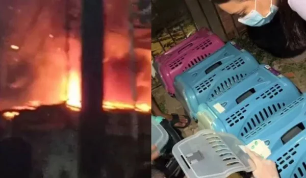 montagem colorida de incendio e caixa de transporte de animais