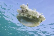 Praias do litoral de SP têm aumento na presença de águas-vivas - imagem 4 Praias do litoral de SP têm aumento na presença de águas-vivas - imagem 4