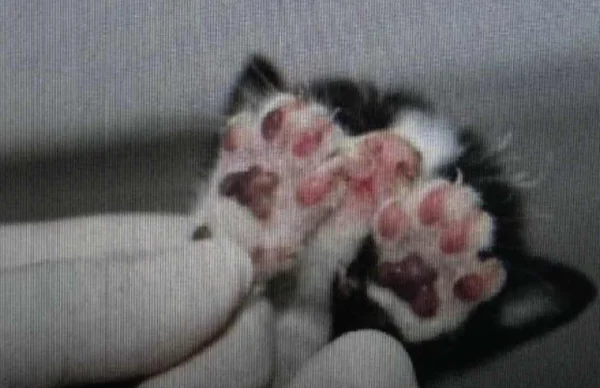 imagem colorida. Pata de um filhote de gato