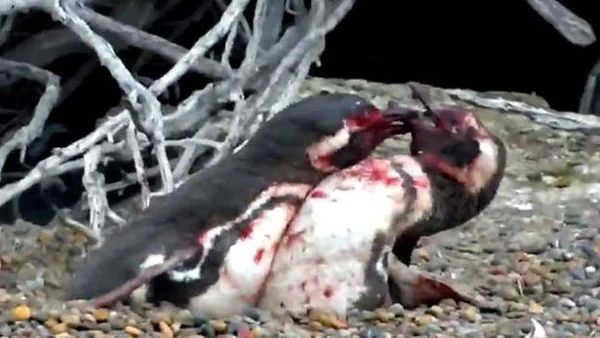 Após traição de fêmea, pinguim se envolve em combate sangrento