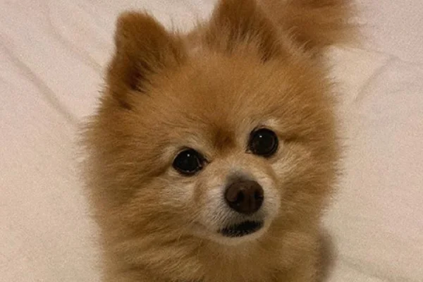 Cachorrinho tosa é o bicho