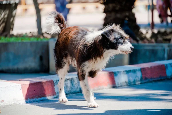 Imagem colorida de cachorro fingindo estar mancando