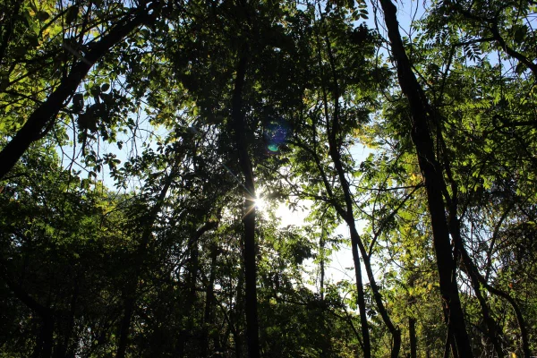 Brasil está a um passo de liderar soluções para a emergência climática