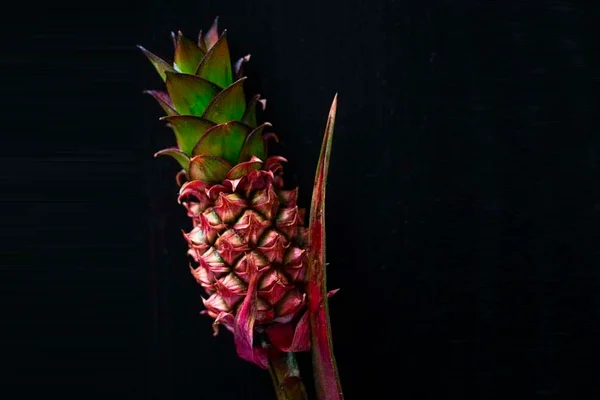 Abacaxi rosa é a nova sensação da gastronomia e do Instagram