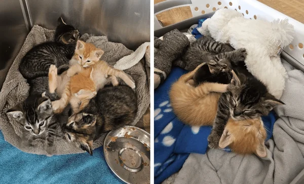 Funcionário vira herói ao evitar a morte de cinco gatinhos em fábrica