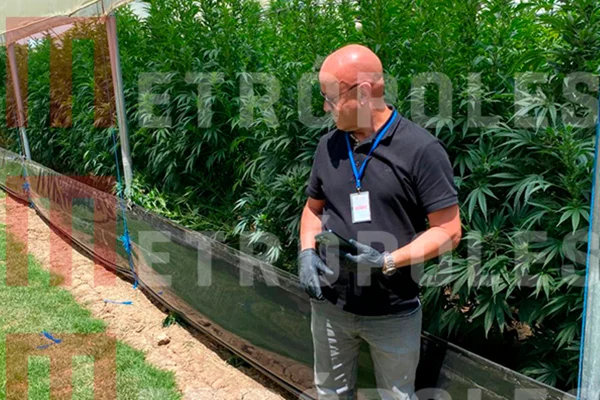 Careca do INSS em frante a plantação de maconha
