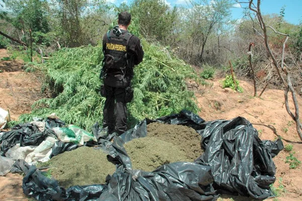 Polícia Federal destrói 48 mil pés de maconha no sertão de Pernambuco