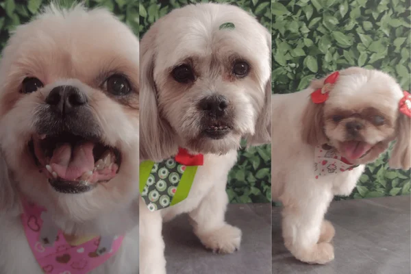 cachorros morrem carro pet shop são paulo