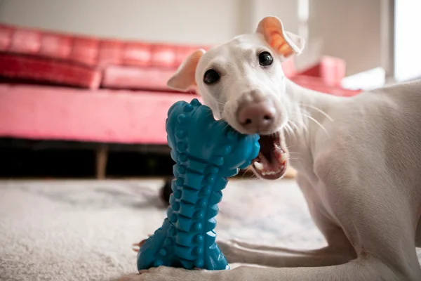 cachorro branco com mordedor azul