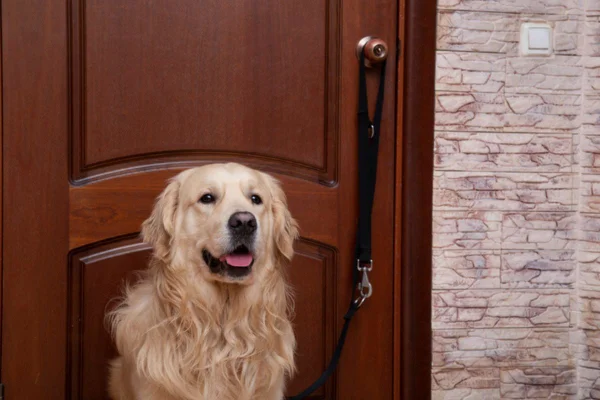 Imagem colorida de golden retriever na porta de casa