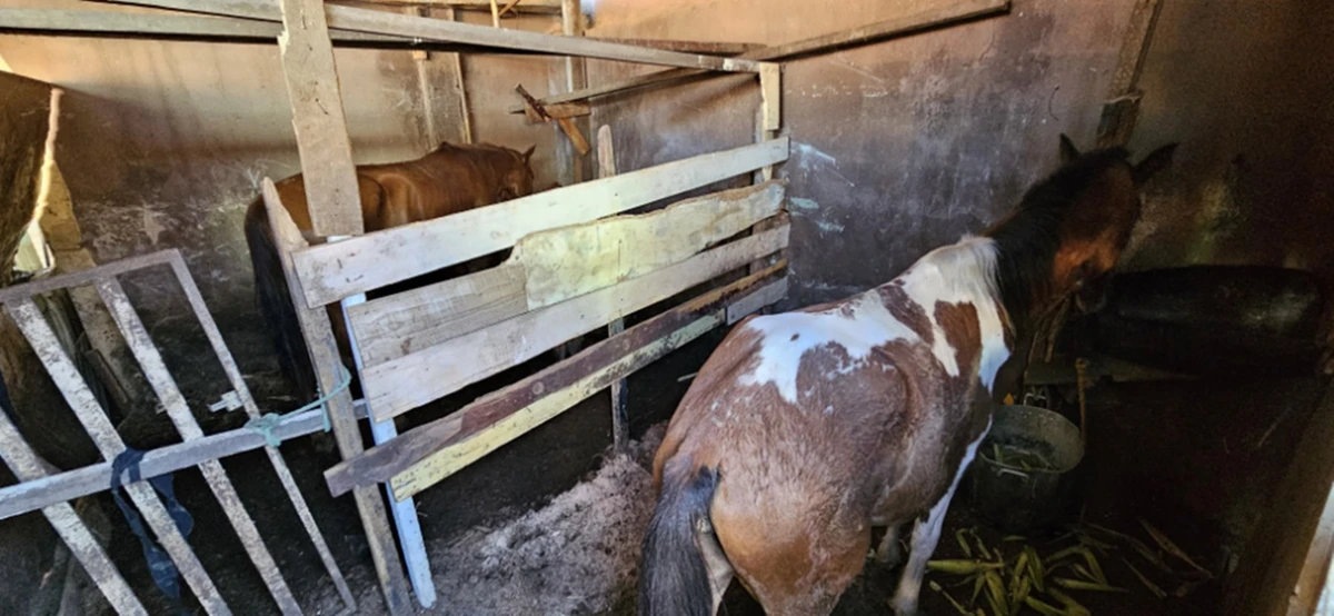Zoofilia: idoso de 83 anos é filmado estuprando égua de estimação->