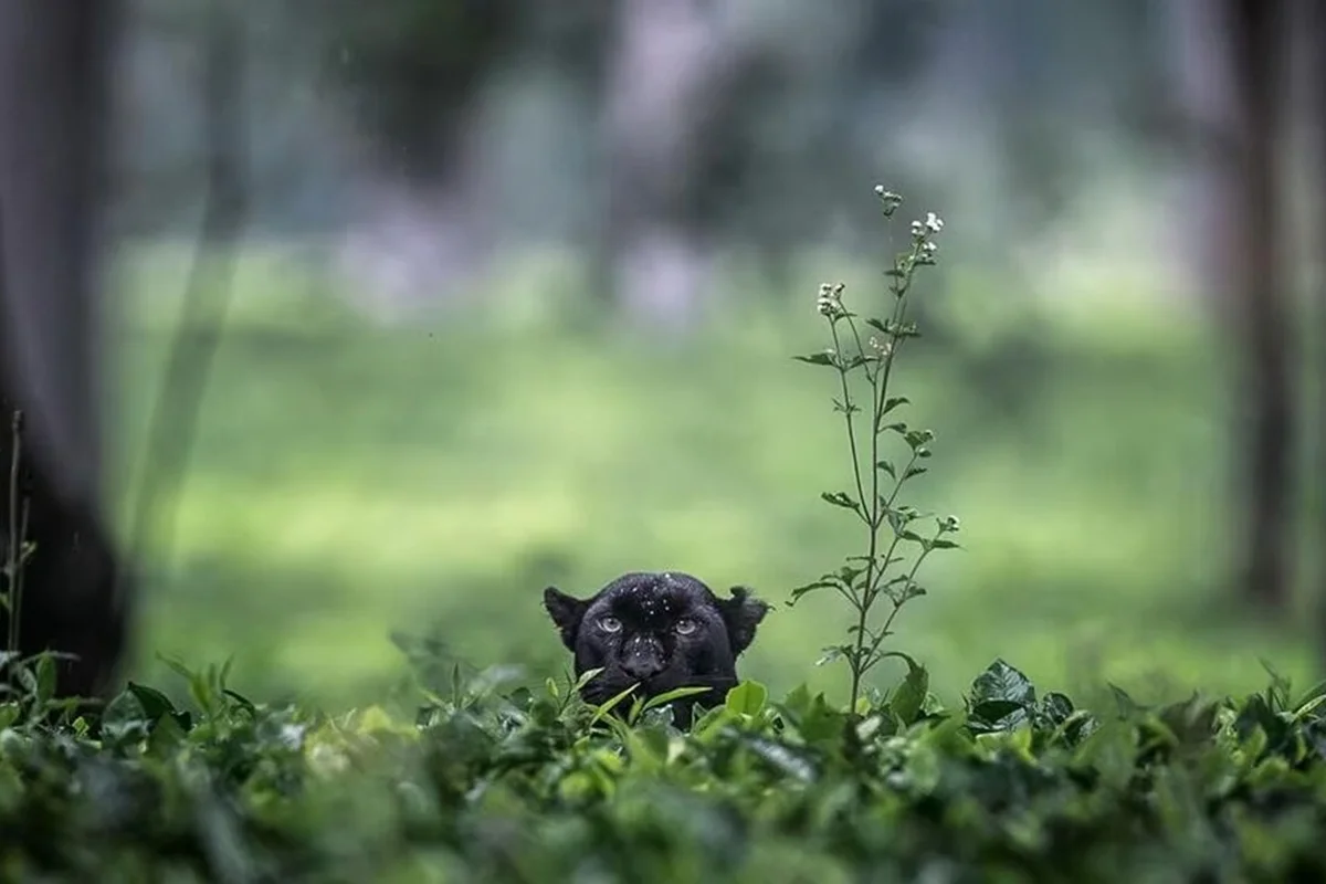 Pantera-negra escondida atrás de uma plantação, na Índia Pantera-negra escondida atrás de uma plantação, na Índia