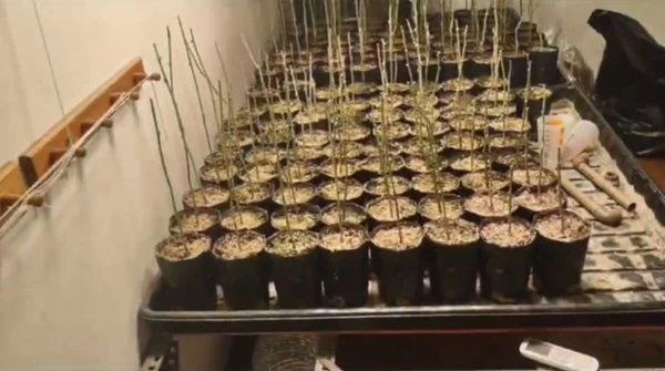 Pequenos vasos com mudas de planta de maconha enfileirados sobre mesa