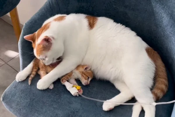Foto colorida de dois gatos em cima de uma cadeira -