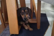 Porte pequeno, pelagem marrom e manchas mais claras nas regiões dos olhos, patas e peito Porte pequeno, pelagem marrom e manchas mais claras nas regiões dos olhos, patas e peito