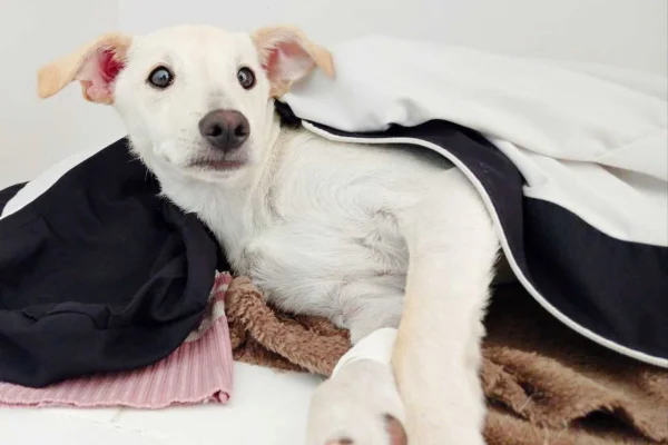 cachorro com manta em cima dele
