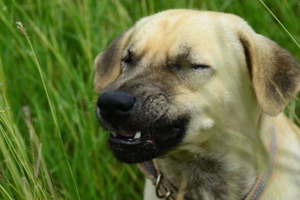 cachorro branco tentando espirar - Metrópoles