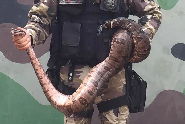 PM resgata cobras no Guará e no Núcleo Bandeirante