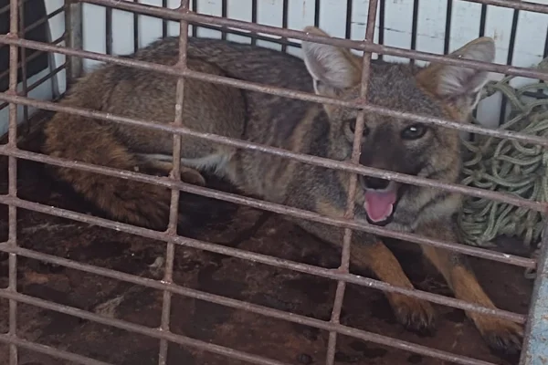 foto colorida de raposa-do-campo que foi devolvida à natureza após invadir casa em Regente Feijó (SP) - Metrópoles