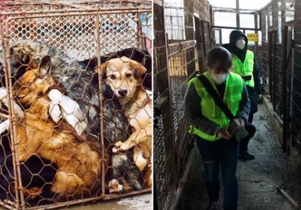 País fecha maior matadouro de cachorros e transforma em parque