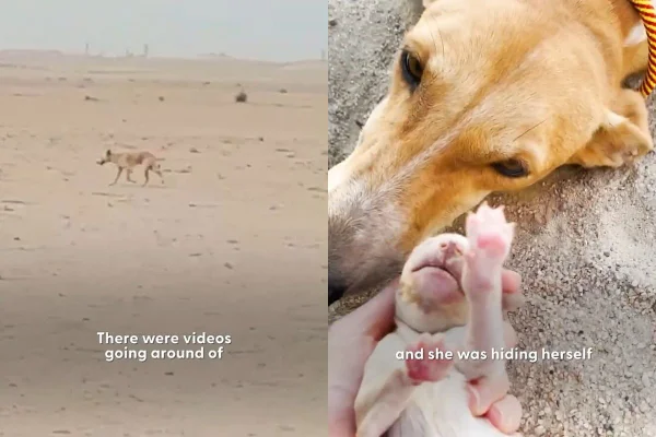 montagem colorida de cadela no deserto