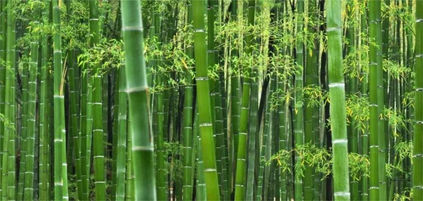 A lição do bambu: ter paciência e persistência é a chave do sucesso