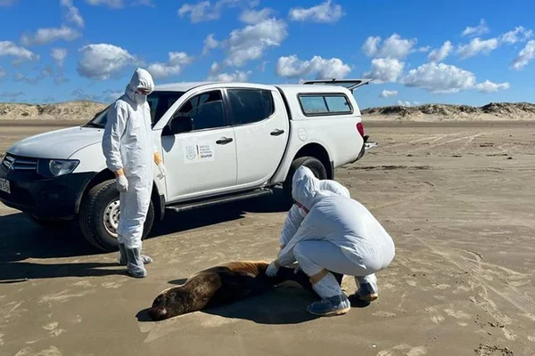 Foto colorida de agentes da secretaria que investiga gripe aviária no Rio Grande do Sul - Metrópoles