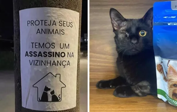 Suspeito de matar animais é preso em SC: “Um assassino na vizinhança”