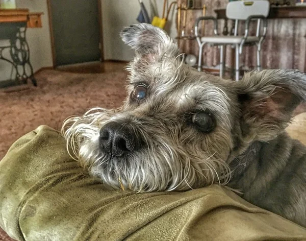 Justiça do DF condena donos de cães que mataram cachorro de estimação
