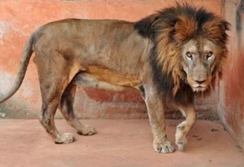 Leão Nagan