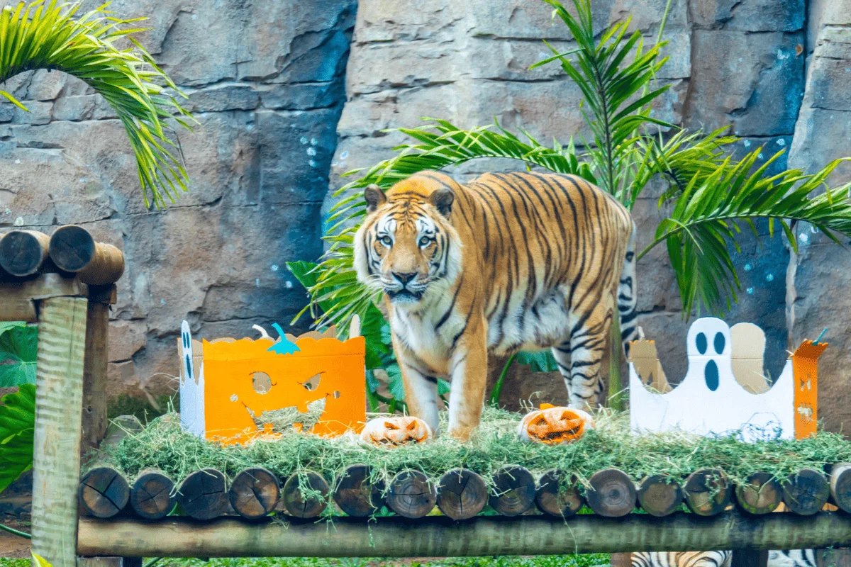 Além das atrações de Halloween, o zoológico terá atividades educativas com aves às 10h e às 14h nos dois dias Além das atrações de Halloween, o zoológico terá atividades educativas com aves às 10h e às 14h nos dois dias