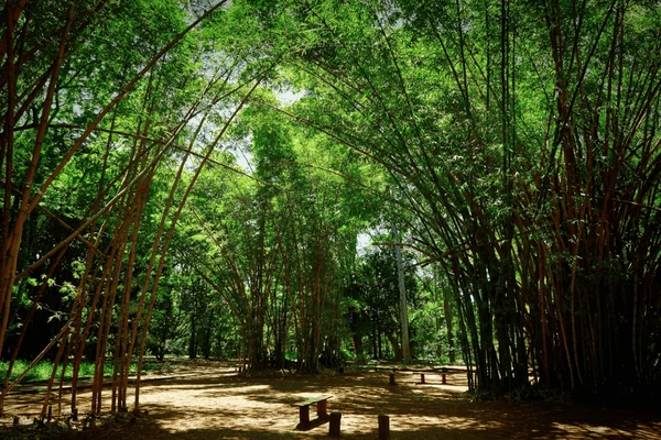 Imagem colorida de área verde em São Paulo como ilustração para pesquisas ambientais - Metrópoles