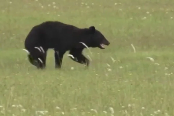 Imagem colorida, Urso invade aeroporto, inderdita pista e cancela voos no Japão- Metrópoles