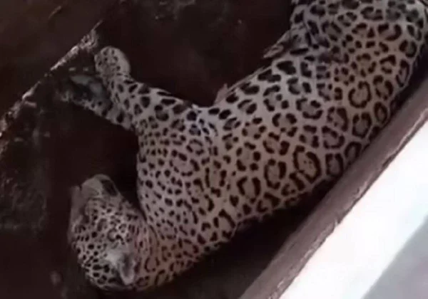 Onça-pintada dormindo em curral de fazenda em MT
