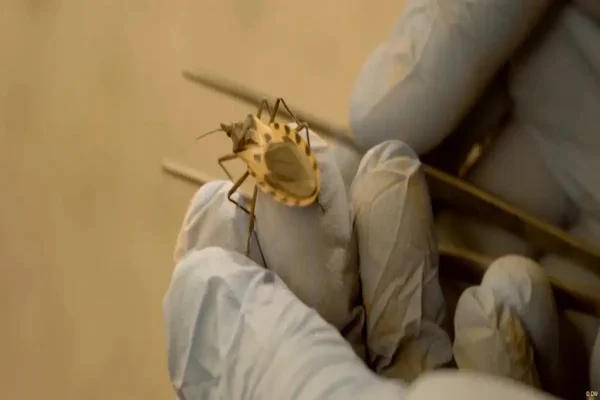 Imagem colorida mostra o mosquito trnsmissor da doença de Chagas - Metrópoles