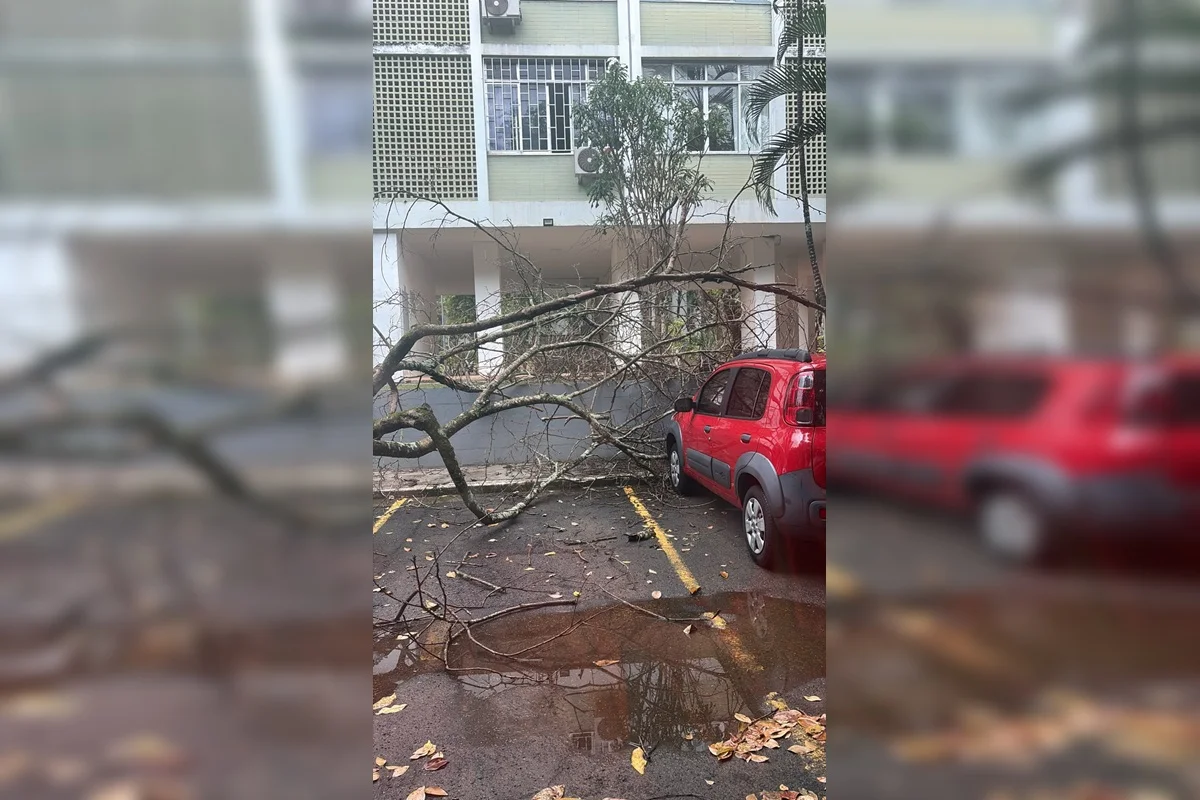 CBMDF atende ocorrência de queda de árvore na 408 Sul CBMDF atende ocorrência de queda de árvore na 408 Sul