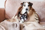A adoção de vira-latas é importante no combate ao abandono animal